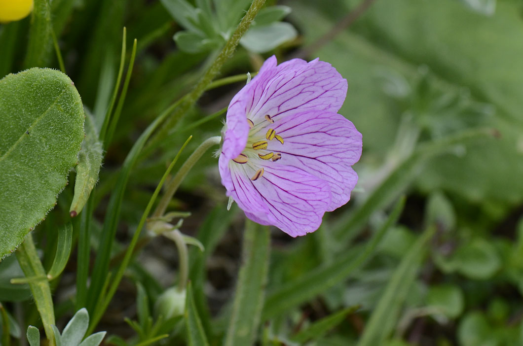 Geranium argenteum / Geranio argentino